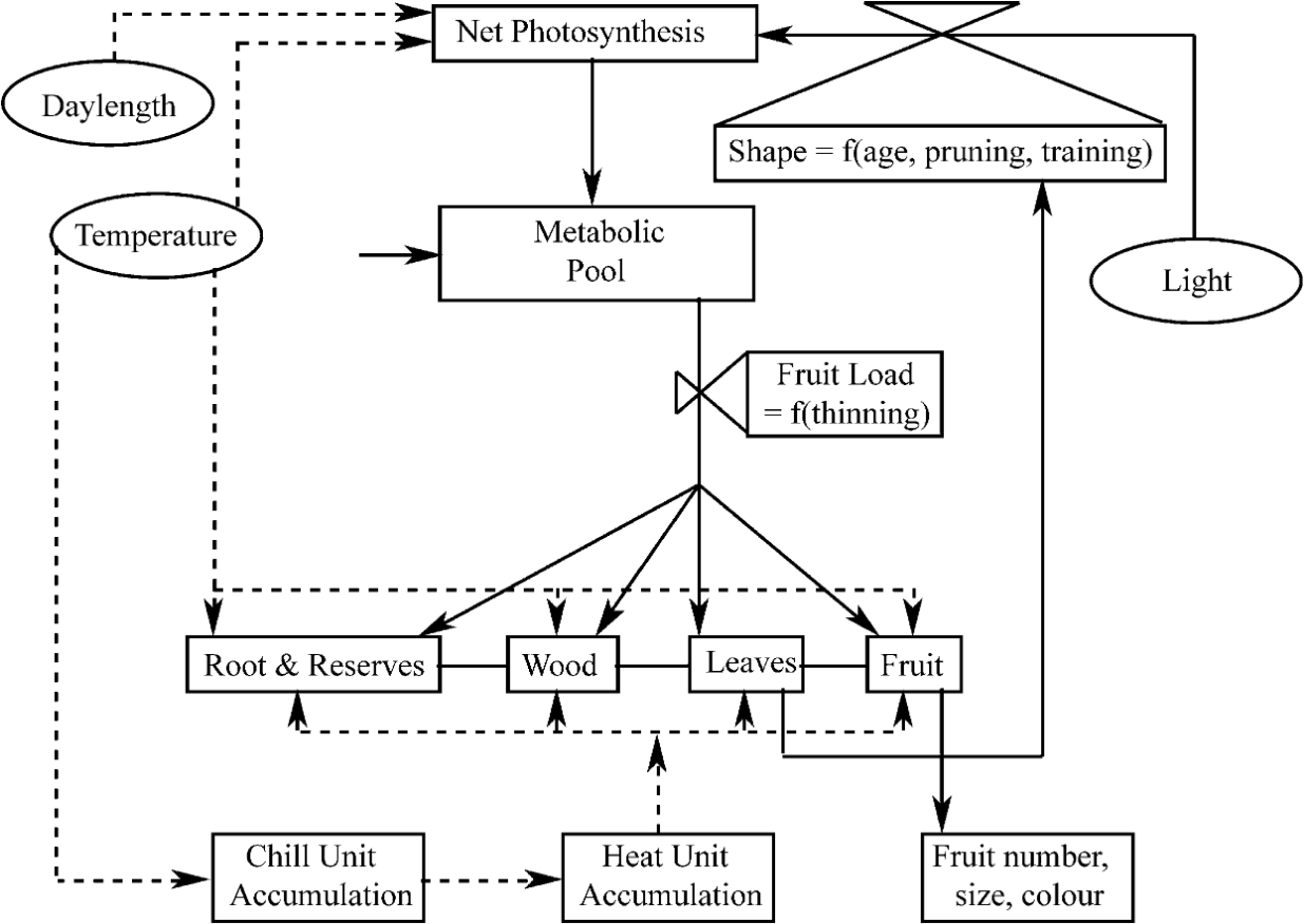 Conceptual biophysical model of Hester model