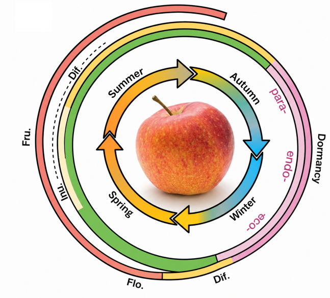 Annual development cycle of the apple tree