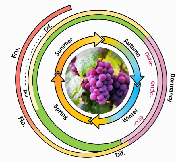 Annual development cycle of the grapevine